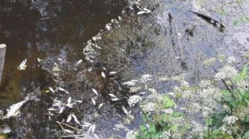 İskenderli Deresindeki Balık &Ouml;l&uuml;mleri Tedirgin Etti