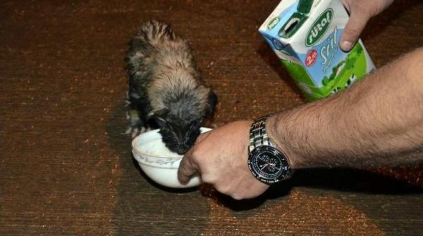 Kanalizasyonda Mahsur Kalan Yavru K&ouml;peği Iitfaiye Erleri Kurtarıp, Sahiplendi