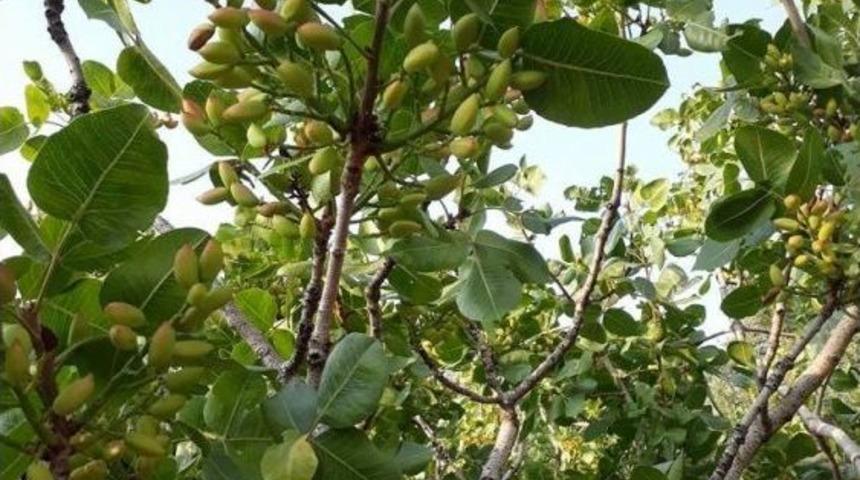 Hastalığa Yakalanan Antep Fıstığı Aydınlı &Uuml;reticisini &Uuml;zd&uuml;