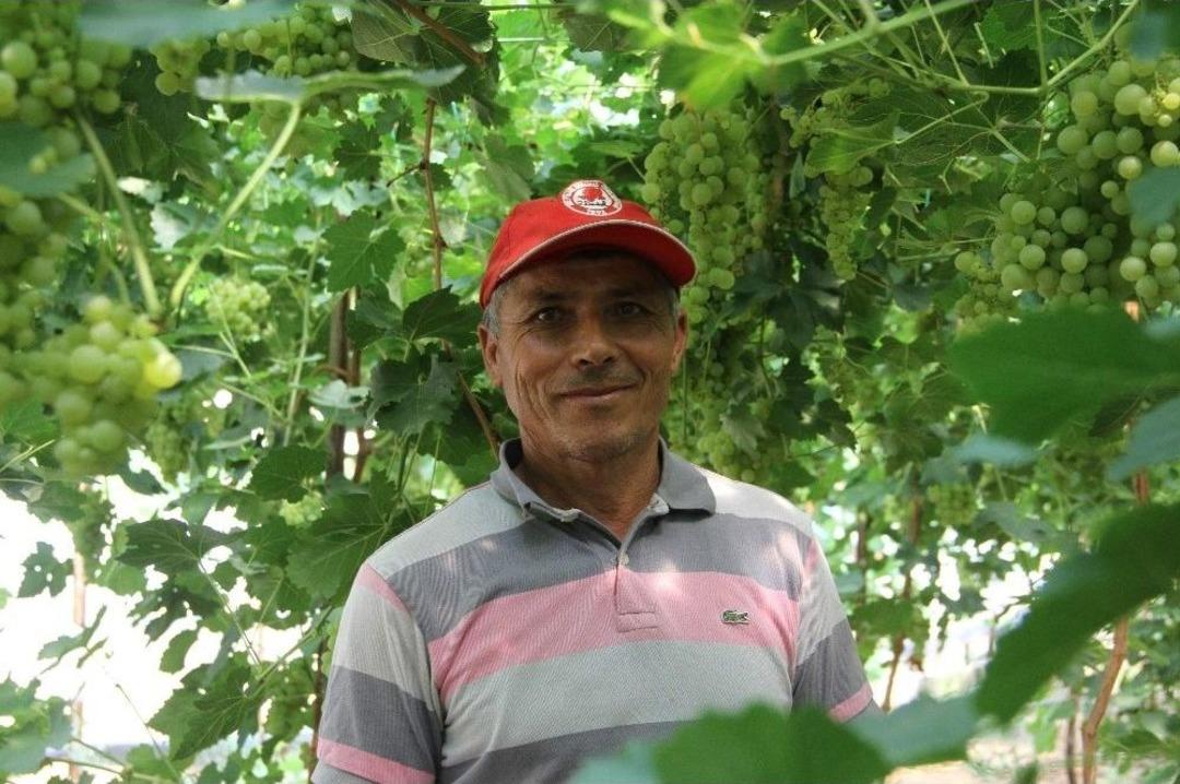 Domatesten Zarar Edince Serada &Uuml;z&uuml;m Yetiştirdi