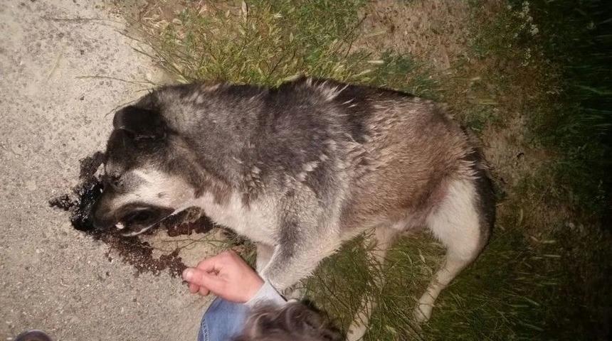 (&ouml;zel Haber) Başkent&rsquo;te Vahşet