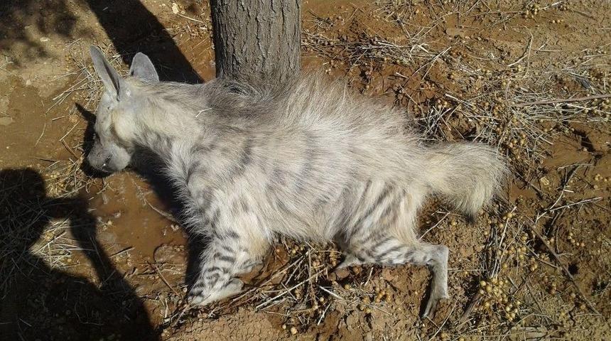 (&ouml;zel Haber) Koruma Altındaki Sırtlan Kazada Telef Oldu