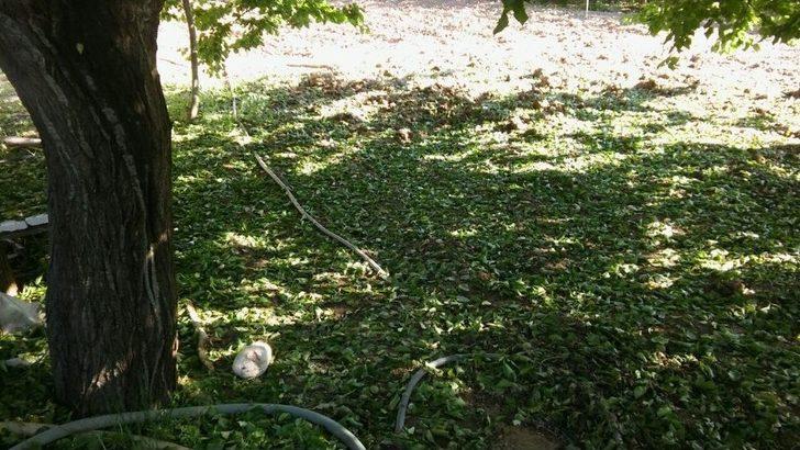 Malatya’da Kayısıyı Dolu Vurdu G1