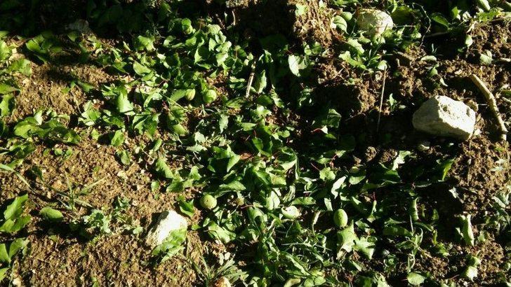 Malatya’da Kayısıyı Dolu Vurdu G2