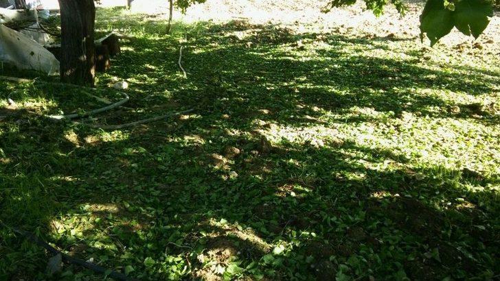 Malatya’da Kayısıyı Dolu Vurdu G3