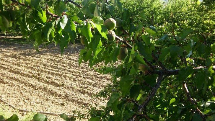 Malatya’da Kayısıyı Dolu Vurdu G4