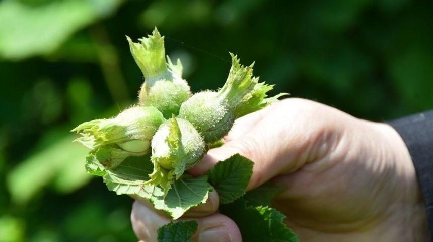 Fındıkta K&uuml;lleme Hastalığı Dikkat