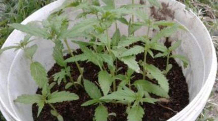 Uşak&rsquo;ta 180 K&ouml;k Kenevir Ele Ge&ccedil;irildi