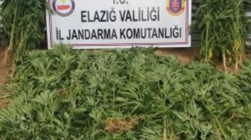 Elazığ’da Uyuşturucudan 1 Kişi Tutuklandı