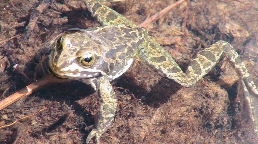 D&uuml;nya&rsquo;da Sadece Niğde&rsquo;de G&ouml;r&uuml;len Toros Kurbağası Biyoka&ccedil;ak&ccedil;ılığa Karşı Korunuyor