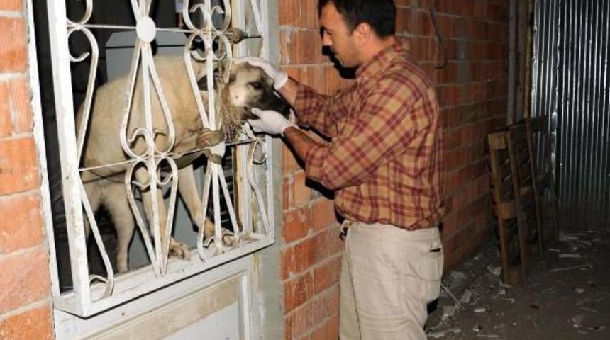 Tokat&rsquo;Ta K&ouml;peğe Tecav&uuml;z Iddiası