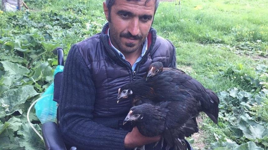 Hediye Edilen Akülü Tekerlekli Sandalye Ve Tavuklarla Hayata Yeniden Tutundu