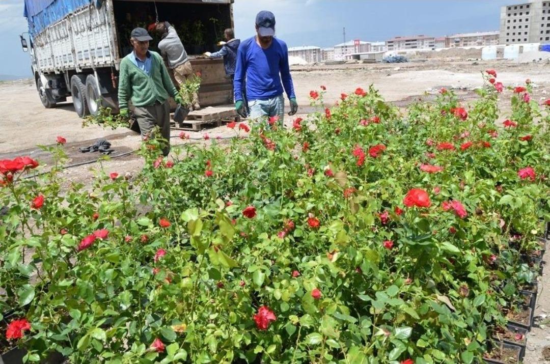 Paland&ouml;ken Belediyesi&rsquo;nde 60 Bin &Ccedil;i&ccedil;ek Ve 5 Bin G&uuml;l Toprakla Buluşuyor