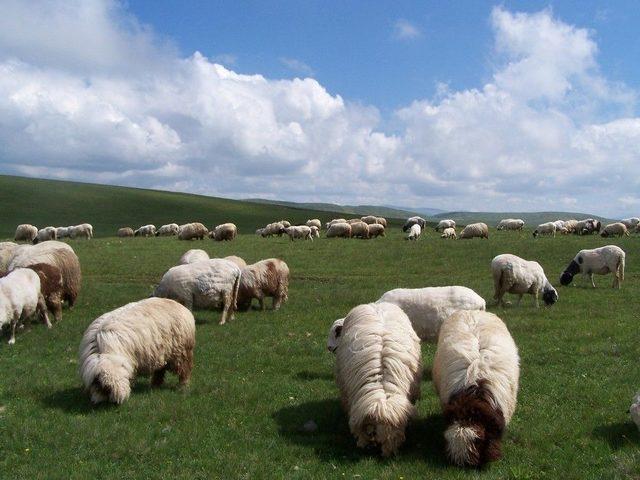 Ordu Yaylalarına 24 Adet Kaşınma Kazığı