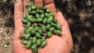 Aydın’da Selin Yaralarının Sarılması İçin Çalışma Başlatıldı