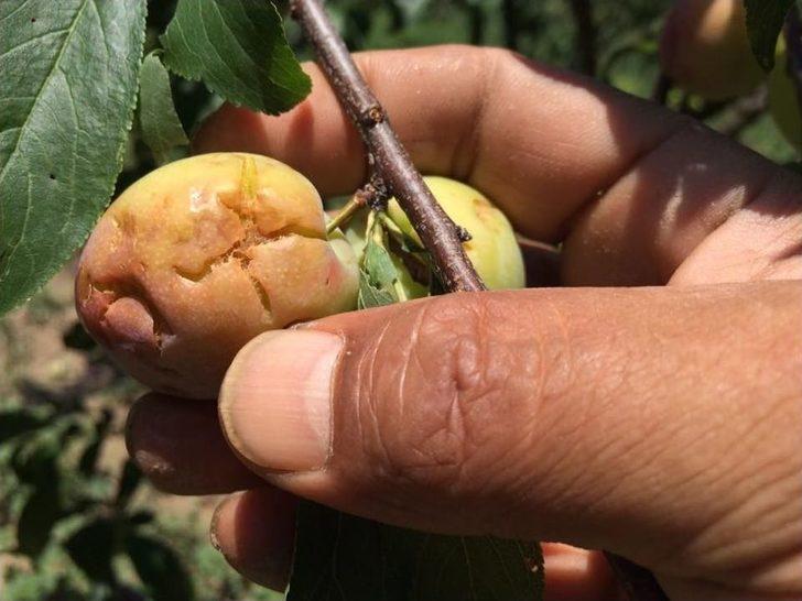 Aydın’da Selin Yaralarının Sarılması İçin Çalışma Başlatıldı G3