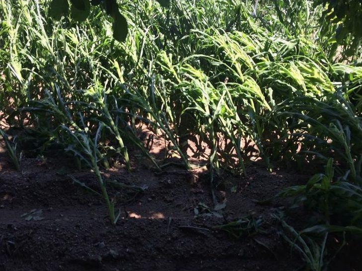 Aydın’da Selin Yaralarının Sarılması İçin Çalışma Başlatıldı G4