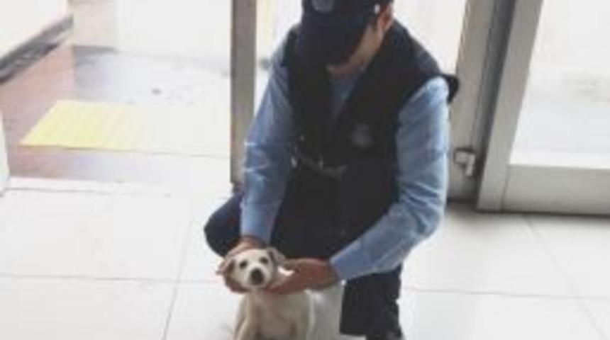 Yaralı K&ouml;peğe Zabıta Sahip &Ccedil;ıktı