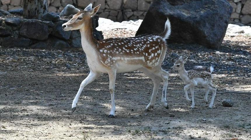 Bu Da İzmirli Bambi