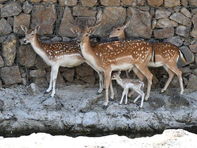 Bu Da İzmirli Bambi 1