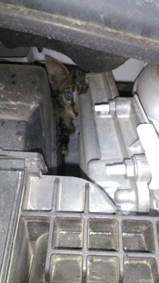 Otomobilin Motoruna Giren Yavru Kedi Zor Anlar Yaşattı 1