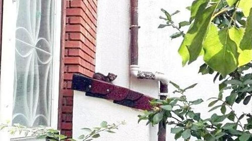 Bu Kez Sansar Yakalandı