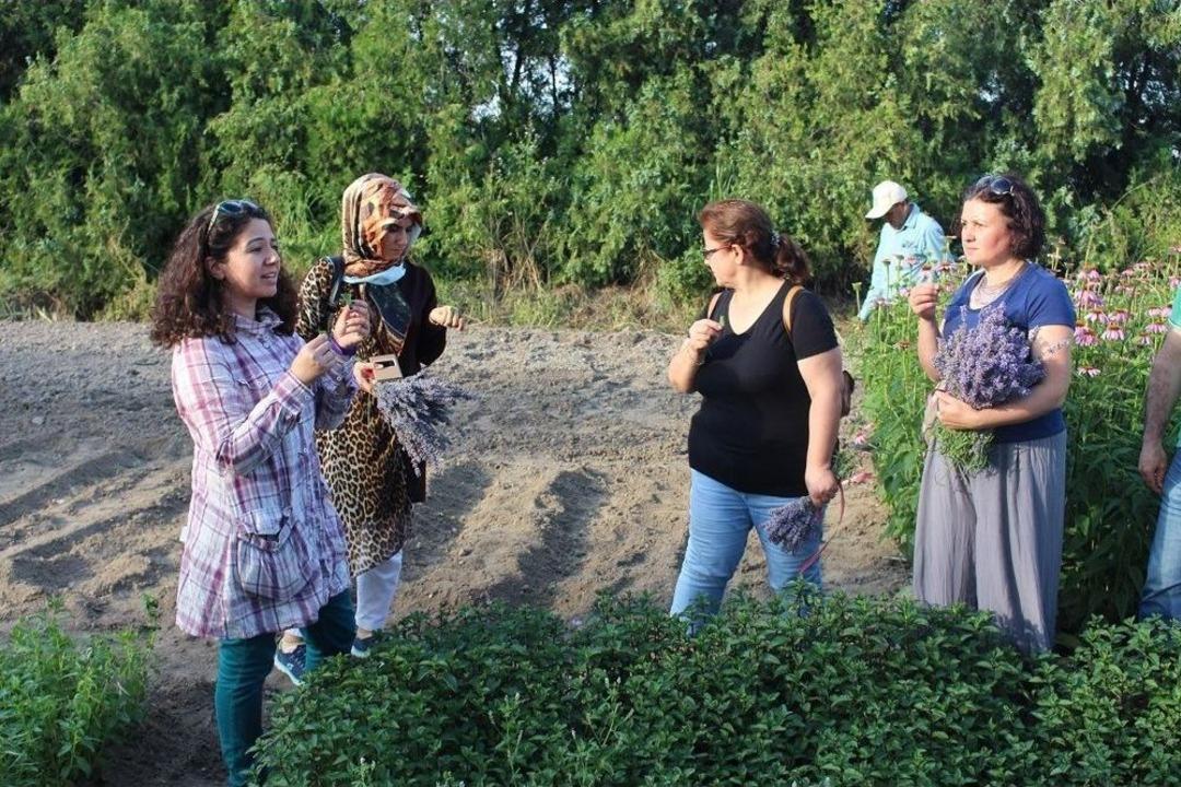 Edirne&rsquo;nin İlk Lavanta Hasadı Ger&ccedil;ekleşti