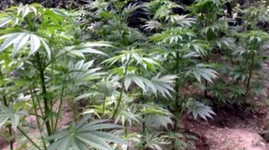 Uşak'ta Hintkeneviri Ve Esrar Ele Ge&ccedil;irildi