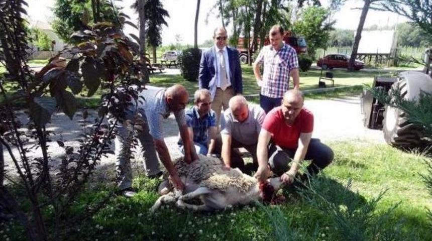 Hayvanseverlerden Kurbanlık Fotoğrafına Tepki