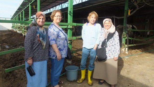 Burhaniye’ De Bayan Mühendis Damızlık Üretimine Başladı