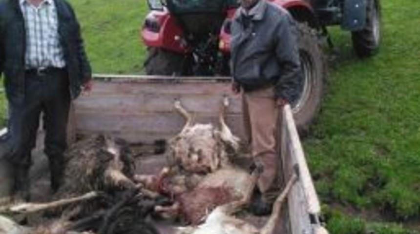 Yıldırım D&uuml;şmesi Sonucu 12 Hayvan Telef Oldu