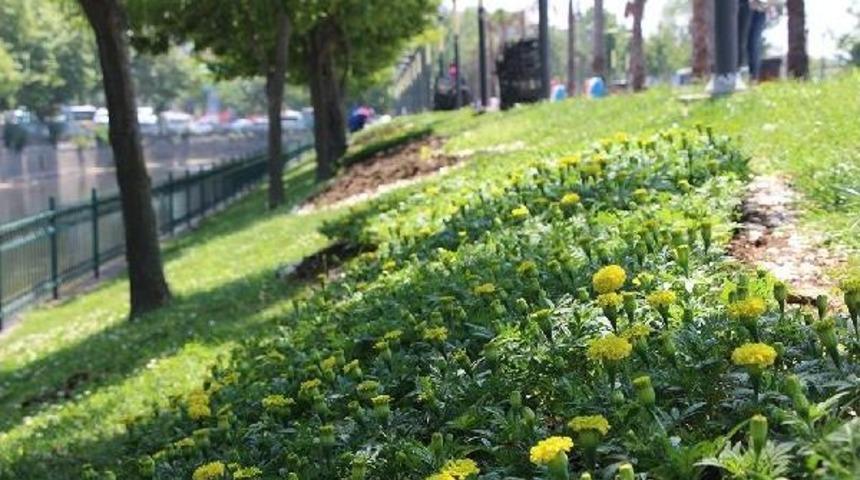 Kağıthane &Ccedil;i&ccedil;ek A&ccedil;tı