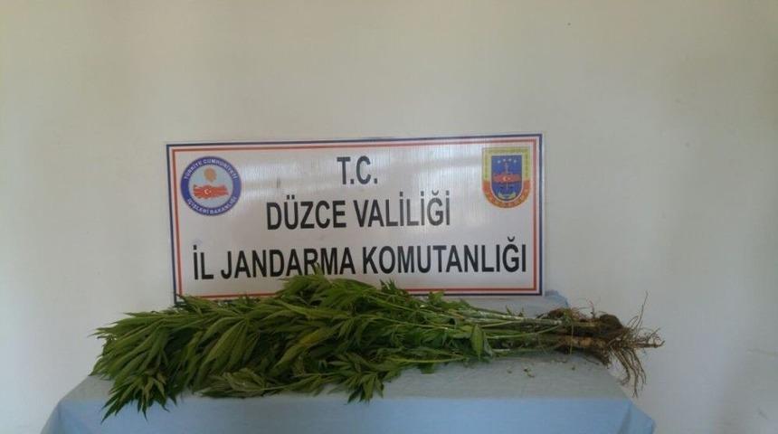 Jandarmadan Kenevir Baskını