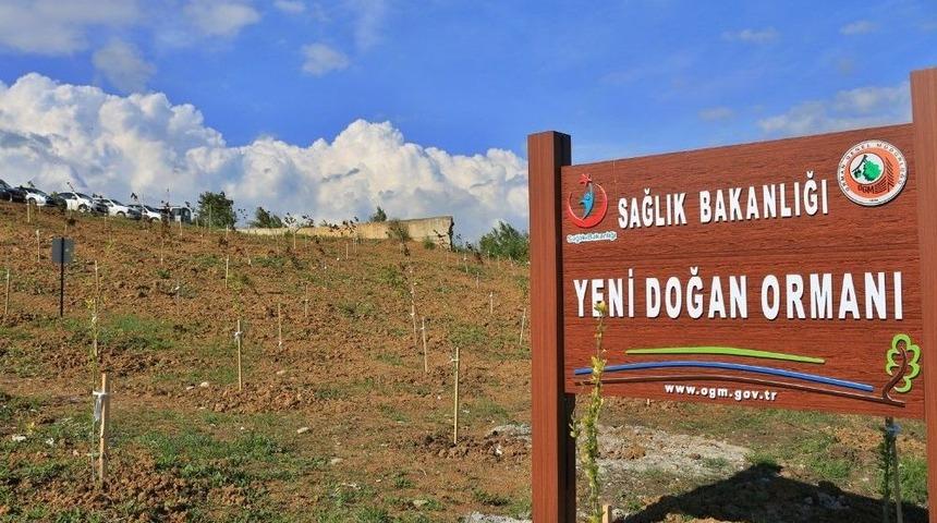 &ldquo;yeni Doğan Ormanı&rdquo; Sinop&rsquo;ta Filizlendi