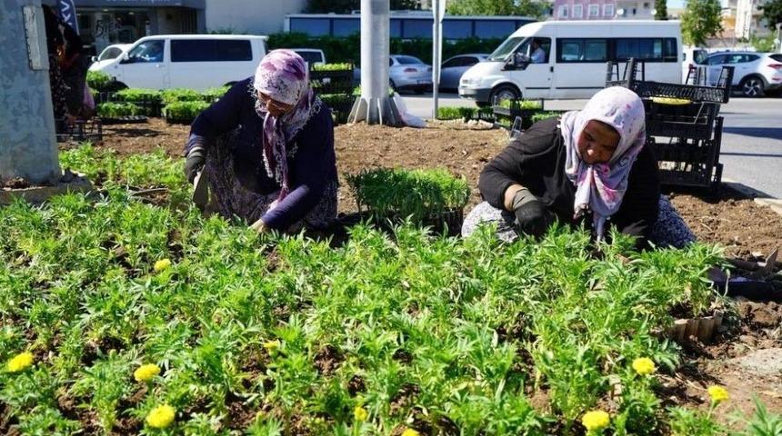 Kavşaklara Mevsim &Ccedil;i&ccedil;ekleri Dikildi