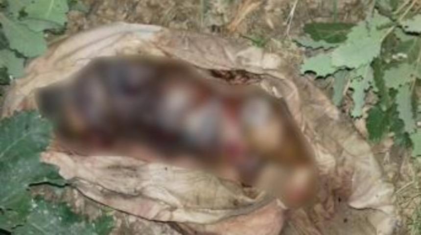 Şemdinli&rsquo;de Yeni Doğmuş Erkek Bebek Cesedi Bulundu