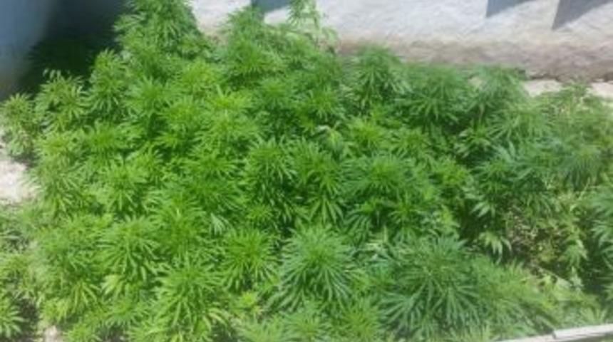 Jandarma Toprağa Ekili Halde 145 Kök Kenevir Bitkisi Ele Geçirdi