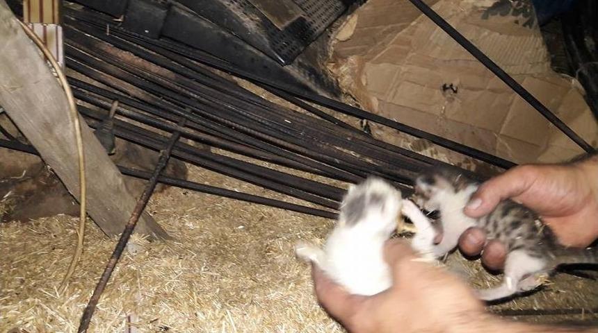 Yangında İki Yavru Kedi Son Anda Kurtarıldı