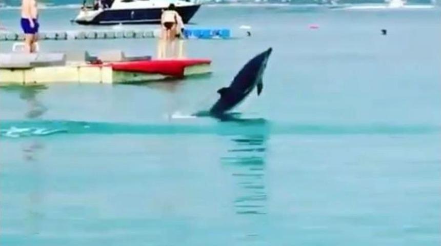 Tatilcilerin G&ouml;zdesi Sevimli Yunus &Ouml;l&uuml; Bulundu