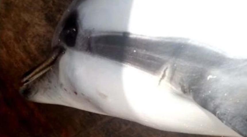 Ayayorgi'nin Sevimli Yunusu Sahilde &Ouml;l&uuml; Bulundu