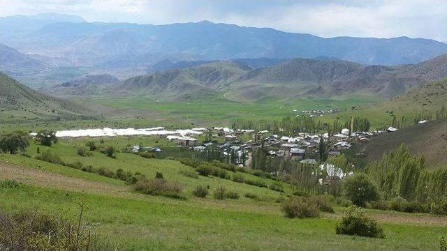 Şenkaya’da Yayla Şenlikleri Hazırlıkları