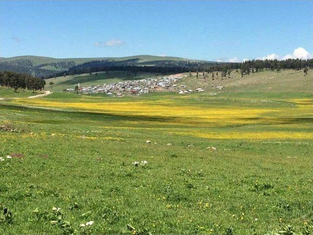 Şenkaya’da Yayla Şenlikleri Hazırlıkları