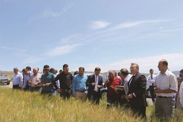 Sungurlu&rsquo;da Tarla G&uuml;n&uuml; Yapıldı 1