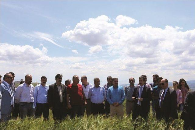 Sungurlu&rsquo;da Tarla G&uuml;n&uuml; Yapıldı 2