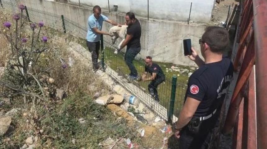 Su Kanalına D&uuml;şen K&ouml;peği Zabıta Kurtardı