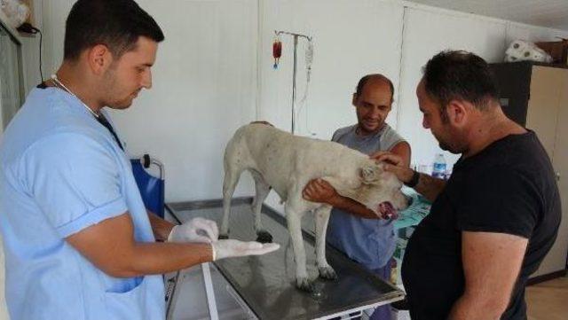 Su Kanalına Düşen Köpeği Zabıta Kurtardı