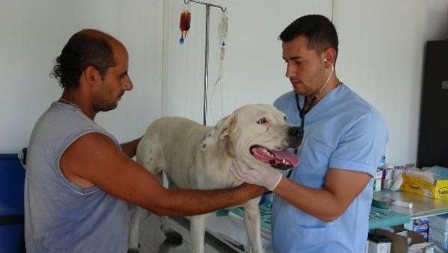 Su Kanalına Düşen Köpeği Zabıta Kurtardı