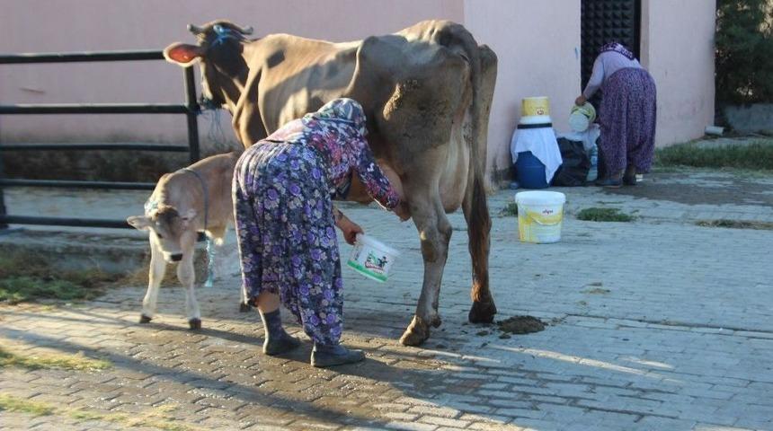 S&uuml;t &Uuml;reticilerine Eğitimler Devam Ediyor