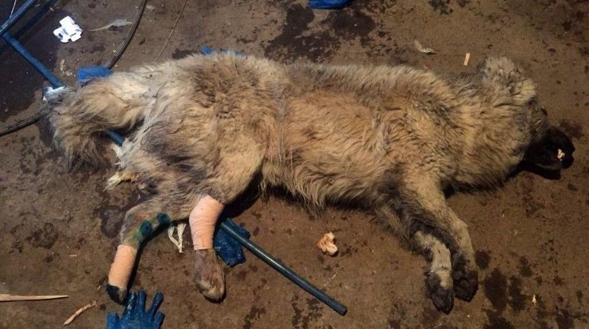 Ayakları Kırılan K&ouml;peğe Hayvanseverler Sahip &Ccedil;ıktı