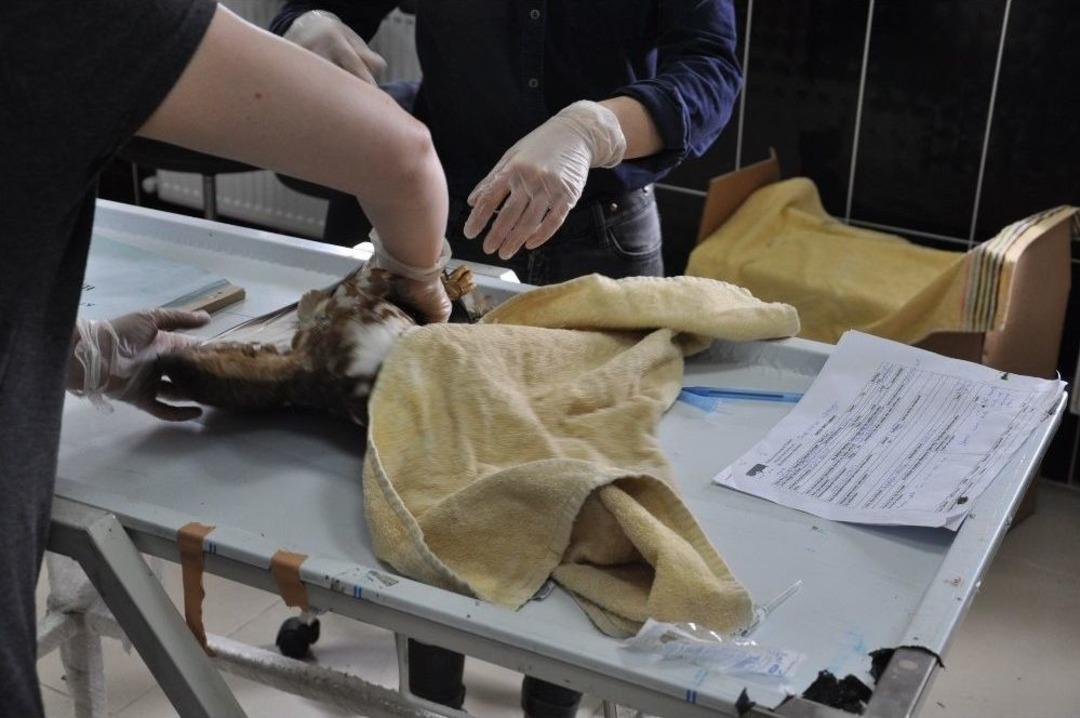 Yaban Hayvanları Kars&rsquo;ta Emin Ellerde